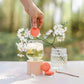 Bombes à cocktail - Orange sanguine, abricot et fleur d'oranger - Bougie d'Ève