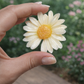 Fondants de soja parfumés individuels - Marguerite