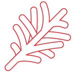 Bombes à cocktail - Orange sanguine et romarin